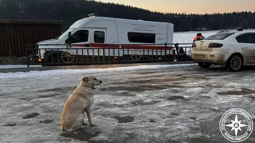 пес пес