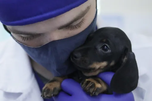 В России зарегистрировали первую в мире вакцину от коронавируса для животных