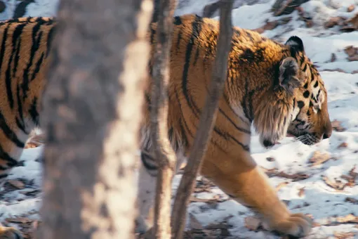 Спасти тигра. Как каждый может помочь амурским тиграм, которых в России осталось всего 540