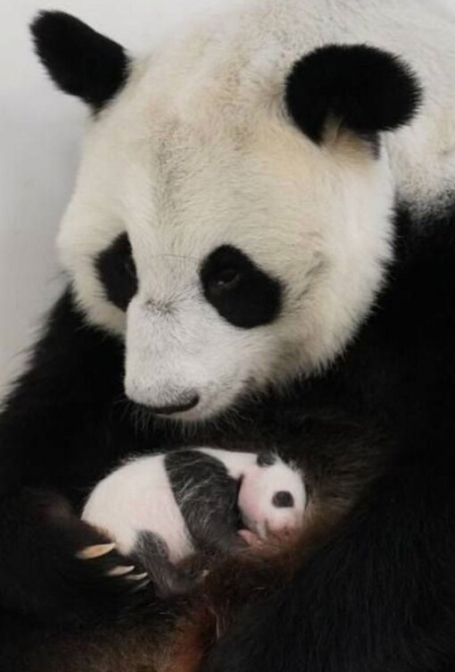 Как назвать панду: зоопарк предложил москвичам выбрать имя маленькой панде