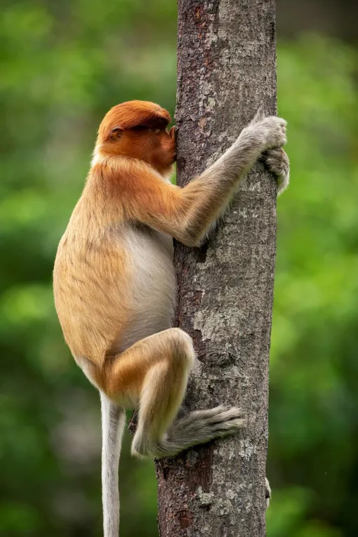 Jakub Hodanwith their pictureTreehugger"This Proboscis monkey could be just scratching its nose on the rough bark, or it could be kissing it. Trees play a big role in the lives of monkeys. Who are we to judge...»
