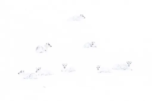 Spot the Reindeer by Francis De Andrés, SpainThe conditions for photographing in Svalbard, the Norwegian archipelago, are extreme but wildlife has adapted to the environment and its freezing temperatures. De Andrés found this composition of white arctic reindeer, which were observing him, curious and charming.Photograph: Francis De Andres/2019 Wildlife Photographer of the Year/NHM