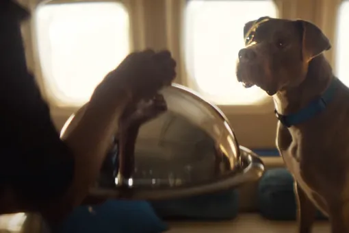 В США запустили авиакомпанию для собак