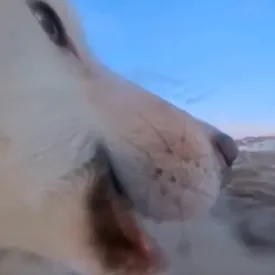 Собака украла камеру у журналистов Associated Press и сняла видео