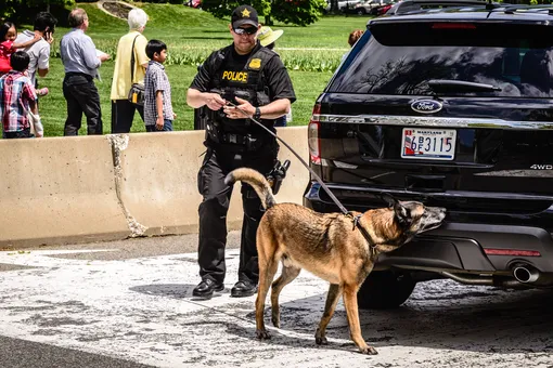 Полицейских собак Вирджинии досрочно отправили на пенсию из-за легализации марихуаны