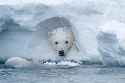 Национальный заповедник дикой природы Арктики в Северном склоне, Аляска. На снимке — детеныш белого медведя. Хищные звери, которые считали Полярный круг своим домом, рискуют лишиться своей среды обитания из-за глобального потепления