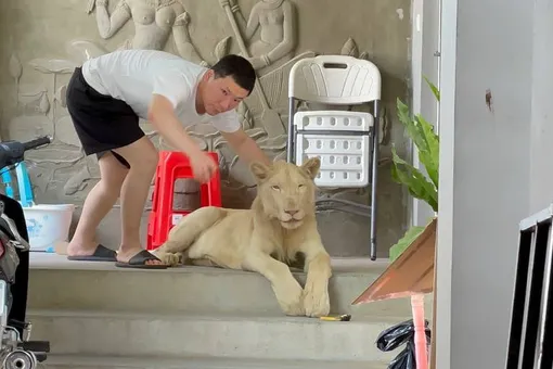 Житель Камбоджи держал льва дома в ненадлежащих условиях. Власти увидели это в TikTok и конфисковали животное