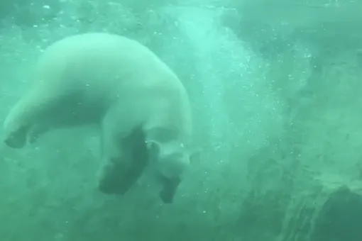 «Идеальная температура для заплывов». Посмотрите, как медведица Хатанга из Московского зоопарка радуется морозам