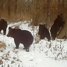 Медвежата в заповеднике Приамурья скопировали картину Шишкина