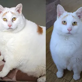 В Уэльсе страдавшая от ожирения кошка по кличке Радуга за год сбросила почти 7 кг