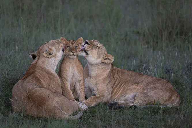 Львицы ухаживают за одним из пяти детенышей прайда в кенийском Масаи-Мара