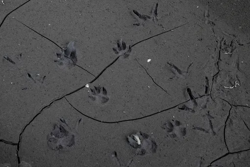 LAUREL, PHILIPPINES — JANUARY 14: Footprints of different animals are seen on a road covered in volcanic ash from Taal Volcano's eruption on January 14, 2020 in Laurel, Batangas province, Philippines. The Philippine Institute of Volcanology and Seismology raised the alert level to four out of five, warning that a hazardous eruption could take place anytime, as authorities have evacuated tens of thousands of people from the area. An estimated $10 million worth of crops and livestock have been damaged by the on-going eruption, according to the country's agriculture department. (Photo by Ezra Acayan/Getty Images)