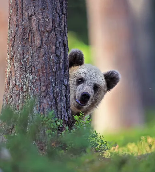 Can I borrow honey from you until tomorrow?A brown bear in Martinselkonen, FinlandPhotograph: Valtteri Mulkahainen/Comedywildlifephoto.com