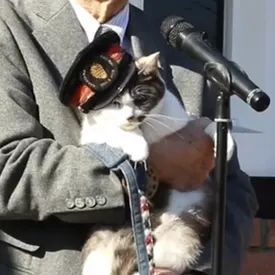 В Японии избрали нового кота-начальника железнодорожной станции