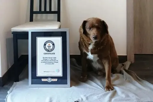 Старейшей собакой в истории признали португальского пса Боби, которому скоро исполнится 31 год