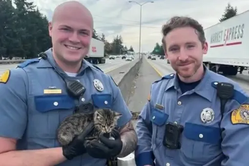 Полицейские спасли котенка, который прятался под бетонным ограждением посреди оживленного шоссе Полицейские спасли котенка, который прятался под бетонным ограждением посреди оживленного шоссе