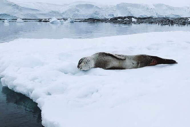 «Бать, тебе нормально?»: в сети завирусился TikTok с храпящим тюленем, который очень напоминает рыбака из популярного мема