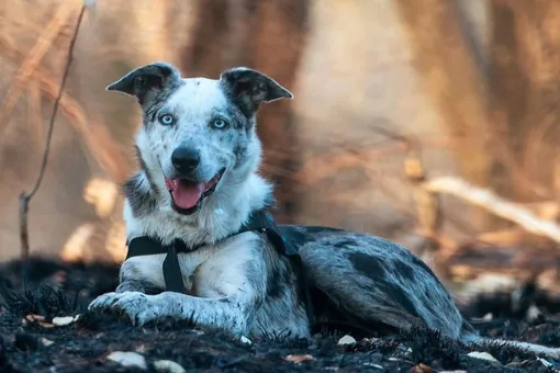 Собаку из Австралии наградили за спасение сотни коал во время лесных пожаров. Она умеет находить этих животных по запаху шерсти и фекалий