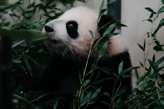 Панда из Московского зоопарка встретила свой первый китайский Новый год. Ей подарили торт и бамбукового дракона