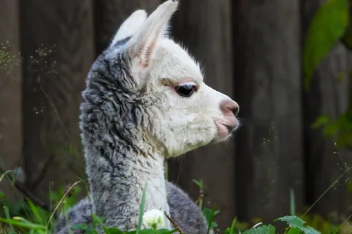 В Московском зоопарке родился детеныш альпака. Его назвали Витамин