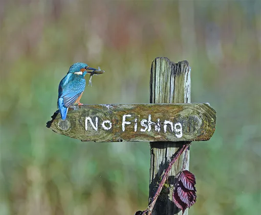 «It's A Mocking Bird.» /Comedy Wildlife Photo Awards 2020The «no fishing» sign was posted in Kirkcudbright, UK.
