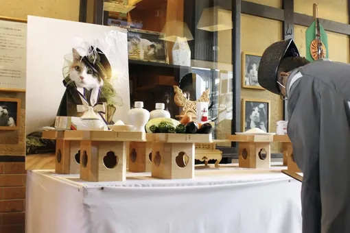 В Японии более 500 человек пришли на похороны Нитамы — кота, начальника железнодорожной станции В Японии более 500 человек пришли на похороны Нитамы — кота, начальника железнодорожной станции