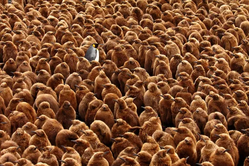 Фото сделано на острове Марион. На снимке взрослый королевский пингвин запечатлен в окружении птенцов. Виды, которые обитают на островах Субантакртики, страдают от смещения океанических фронтов, где они добывают пропитание — это происходит из-за глобального потепления и связанных с ним изменений климата.