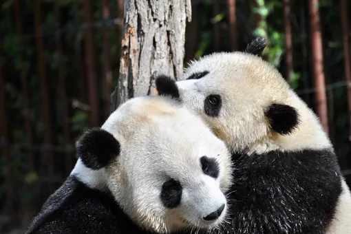 Процесс спаривания больших панд впервые удалось снять на видео в дикой природе