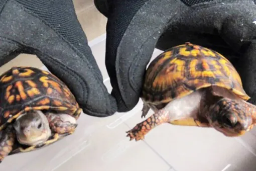 В США контрабандисты пытались перевезти 40 черепах в носках