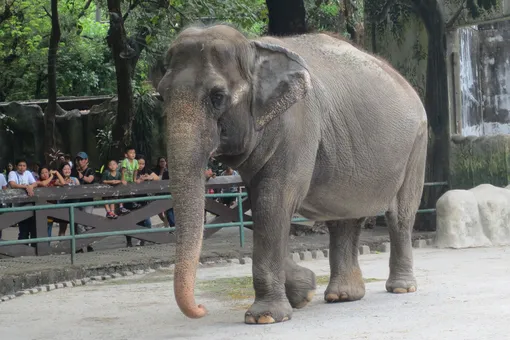 В зоопарке Манилы умерла «самая грустная в мире слониха» Мали. Почти всю жизнь она прожила в вольере одна