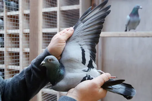 В Бельгии продали гоночного голубя за рекордные $1,9 миллиона