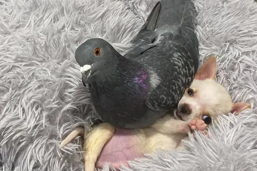 Интернет обсуждает чихуа-хуа Ланди и его приятеля-голубя. Они поддерживают друг друга и все время обнимаются