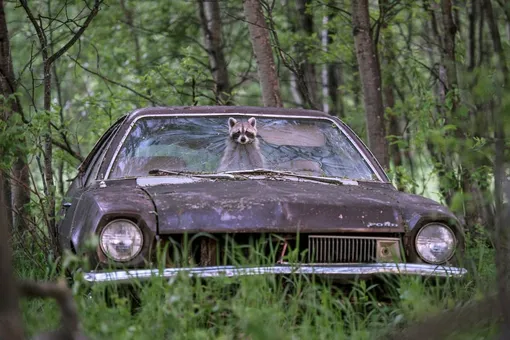 «Удачный взлом»: игривая самка енота высунула морду через отверстие в лобовом стекле Ford Pinto 1970-х годов, Канада.