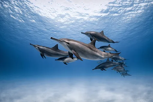 «Дом дельфинов» (Dolphins Home), Дмитрий Кох