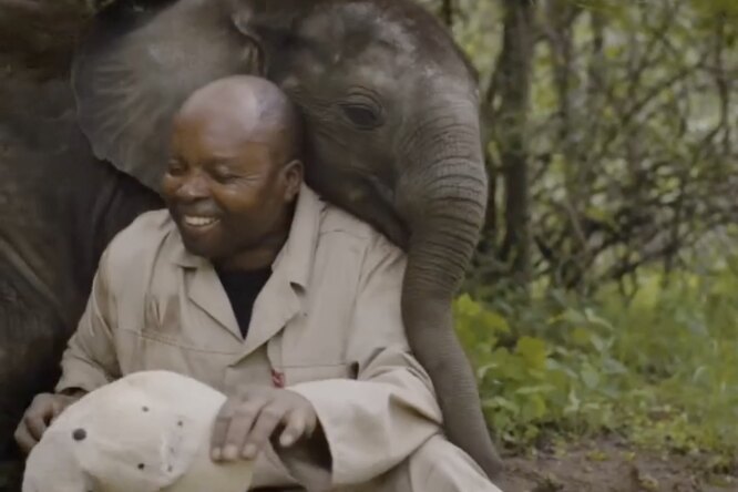 Зоозащитник из ЮАР в интервью произнес имя слоненка Шаво — животное услышало это и сразу же прибежало поиграть