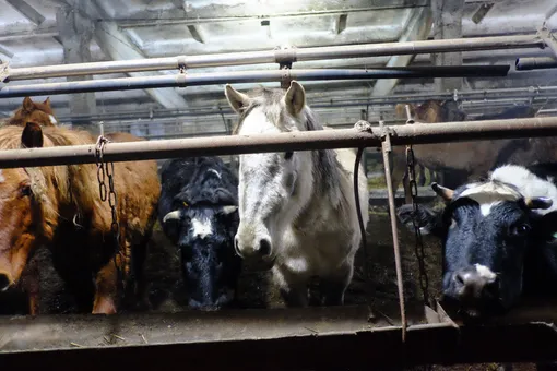 В Кировской области не менее 122 коров погибли от голода в агрофирме, которая уже 2 года проходит процедуру банкротства