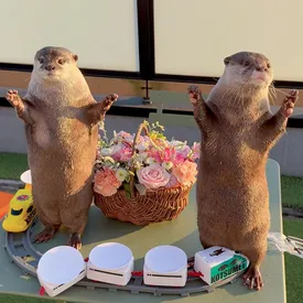 Ютьюб покорили домашние выдры, которые любят эстетичные завтраки, водные процедуры, спорт, а иногда и просто лениво поваляться